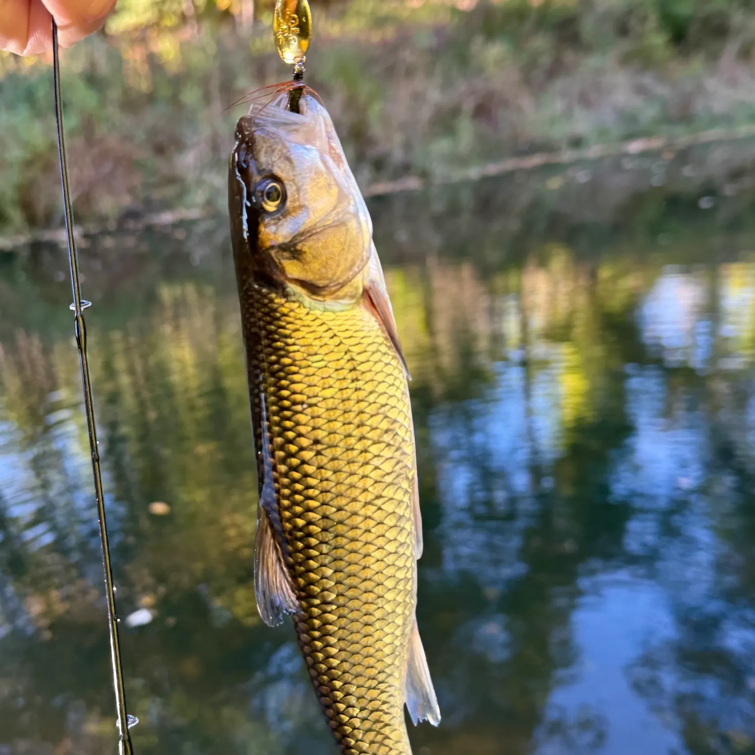 Fallfish caught on Fishbrain