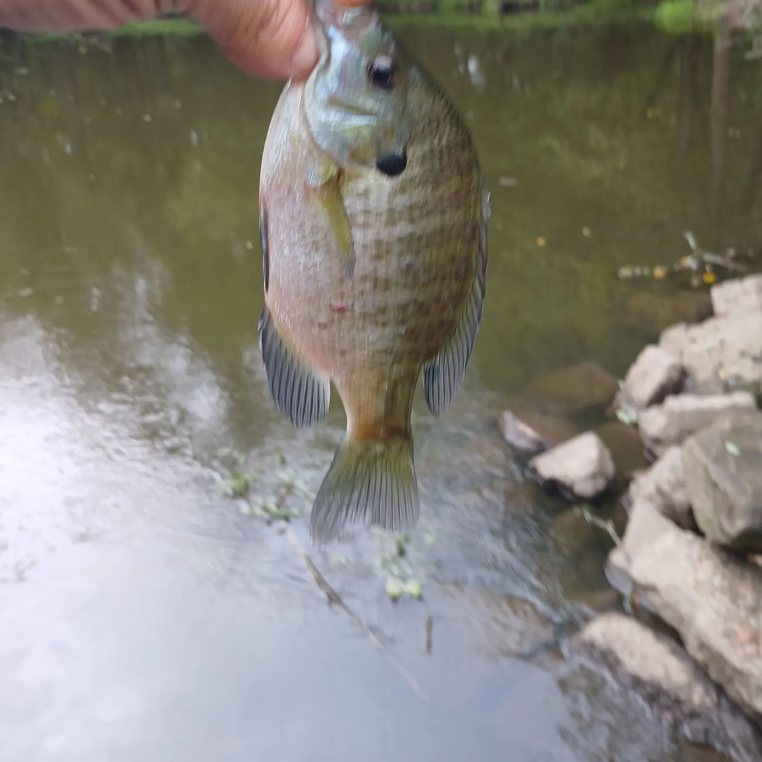 Bluegill caught on Fishbrain
