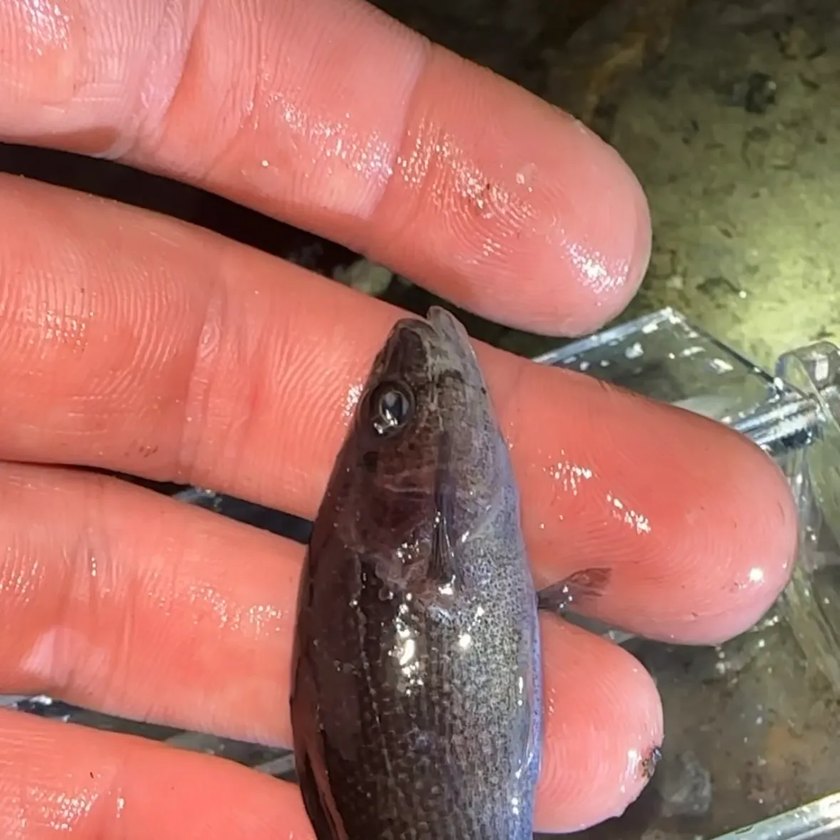 The most recent Shorthead pirate perch catches on Fishbrain