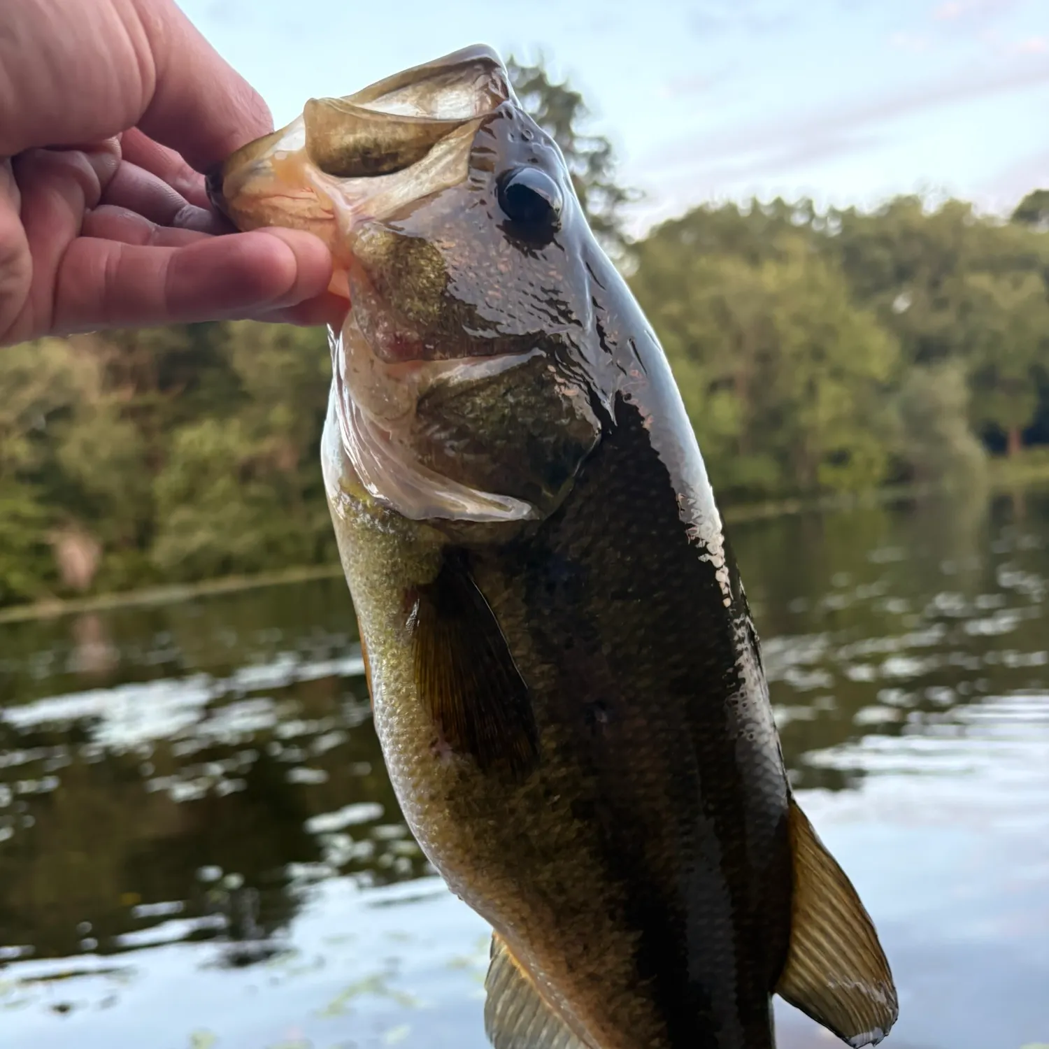 Largemouth bass caught on Fishbrain