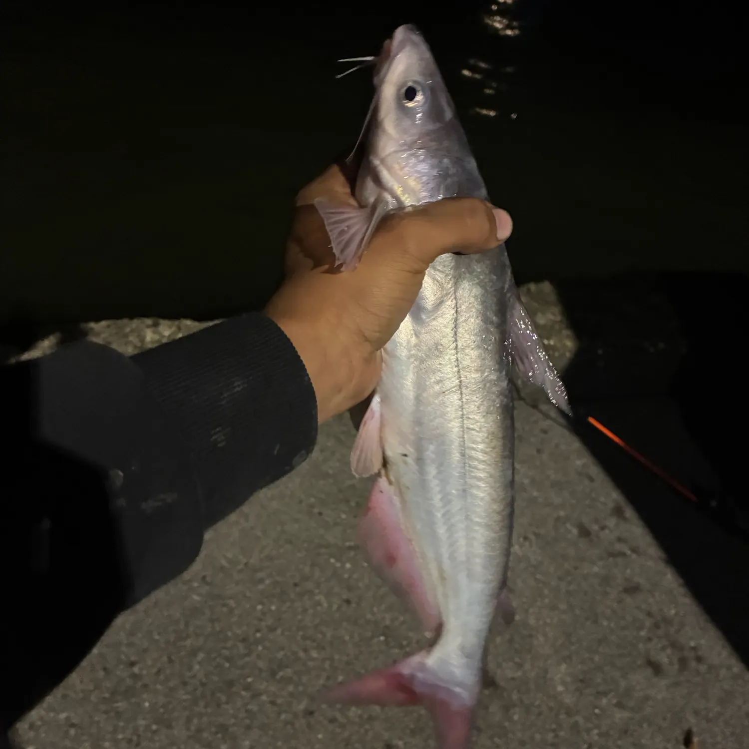 Fish caught on Fishbrain