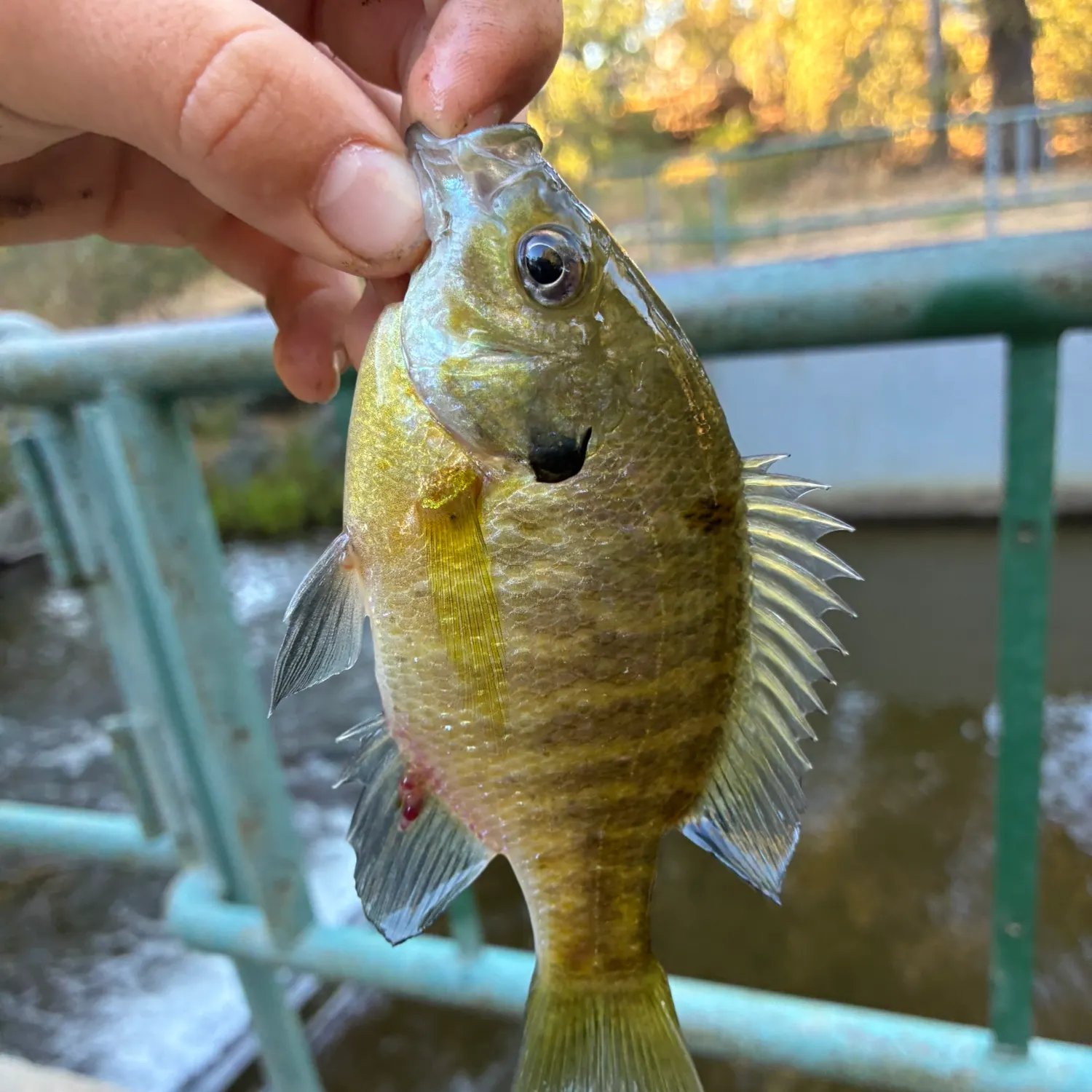 Bluegill caught on Fishbrain