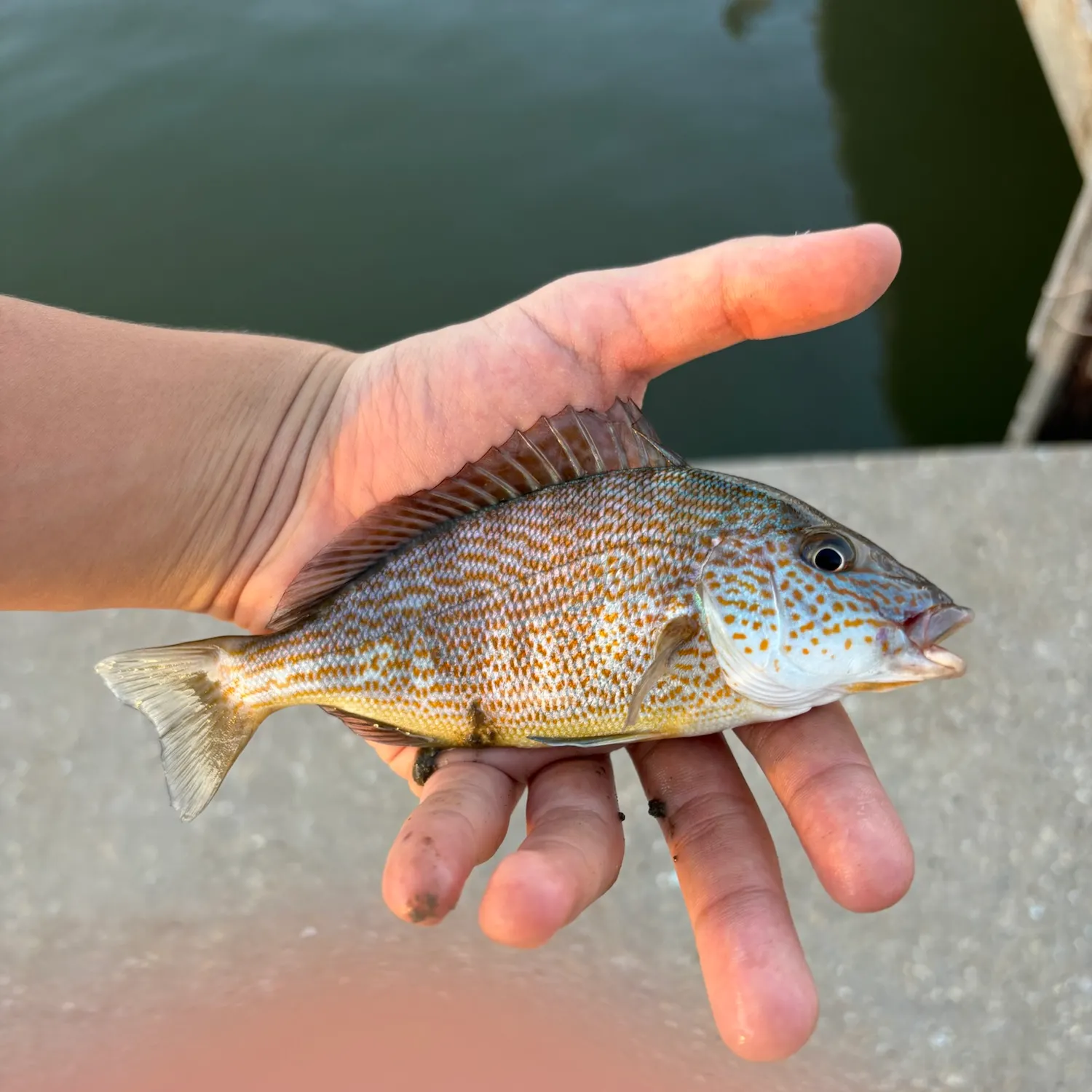 Pigfish caught on Fishbrain