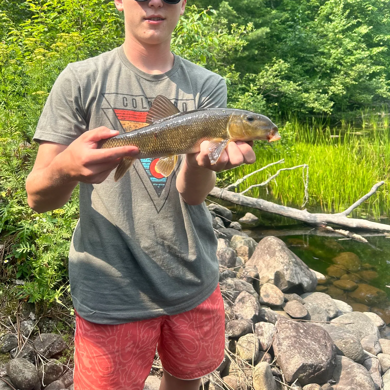 The most recent White sucker catches on Fishbrain