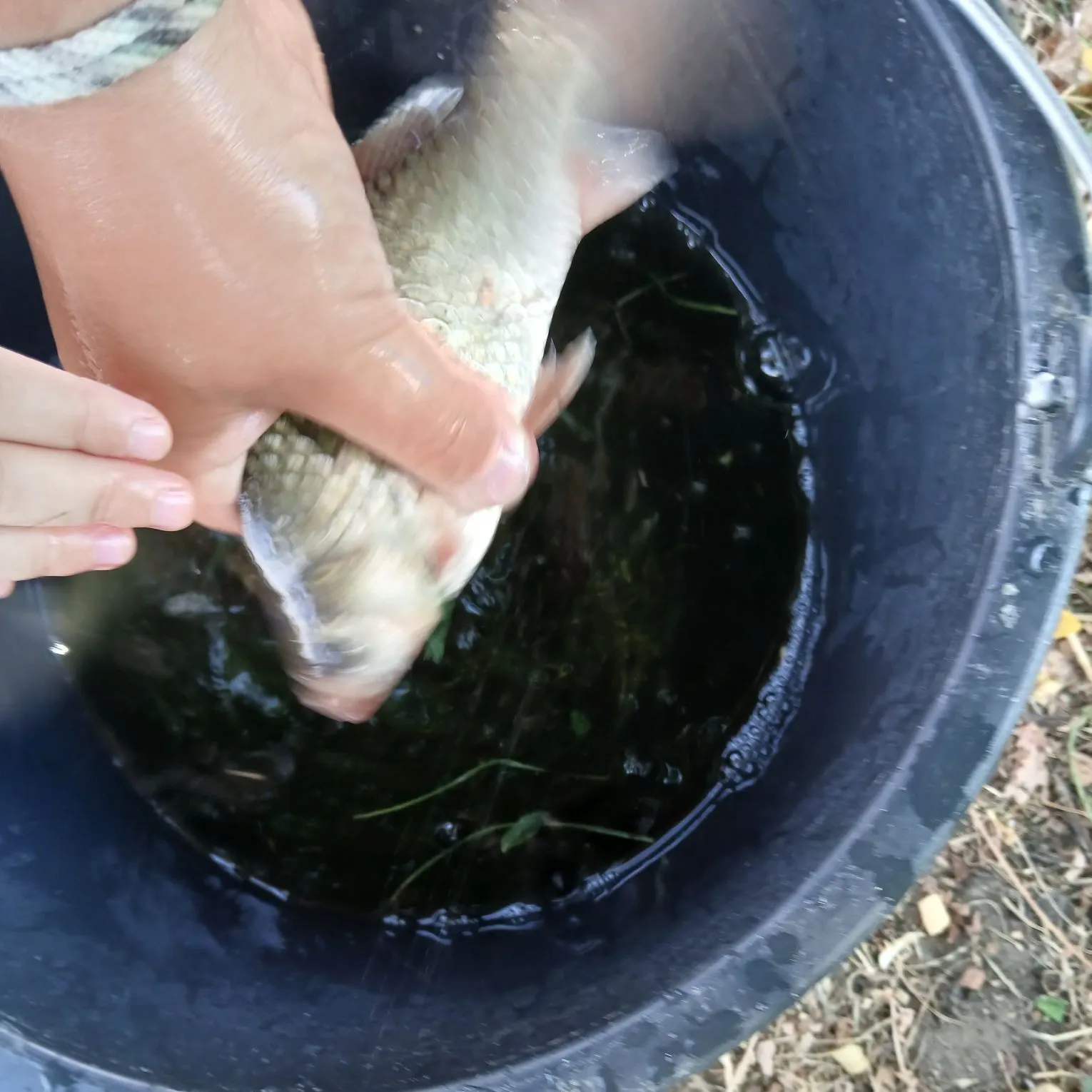 Crucian carp caught on Fishbrain