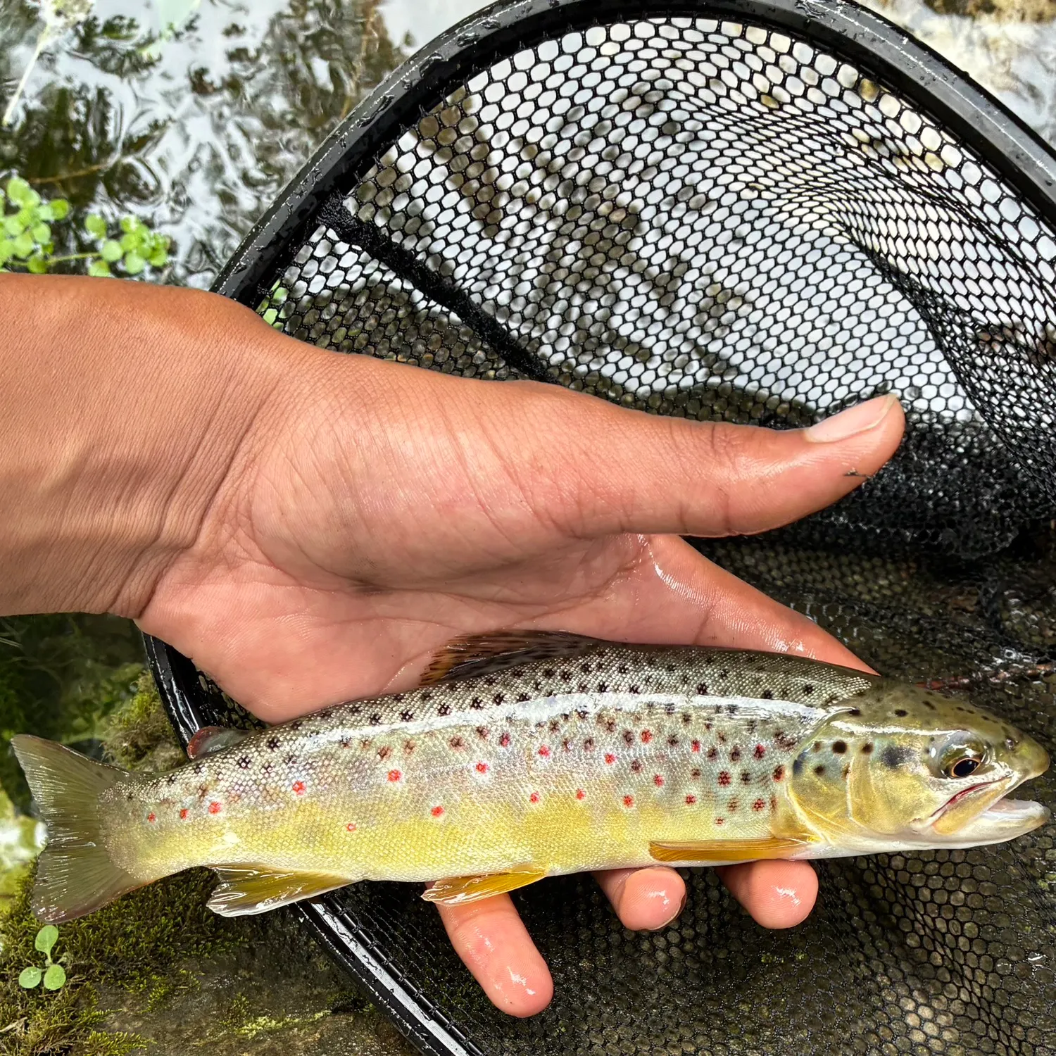 Brown trout caught on Fishbrain