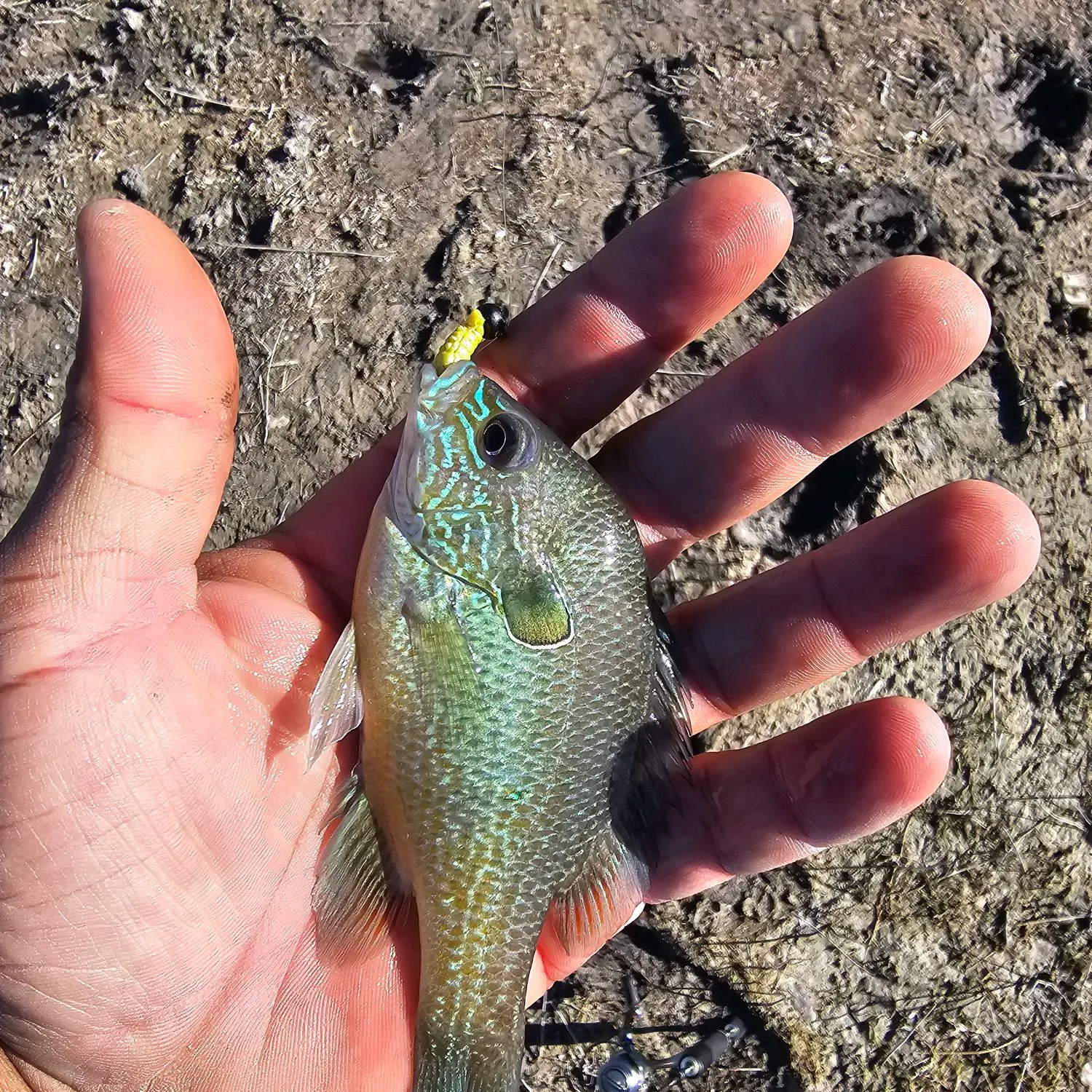 The most recent Longear sunfish catches on Fishbrain