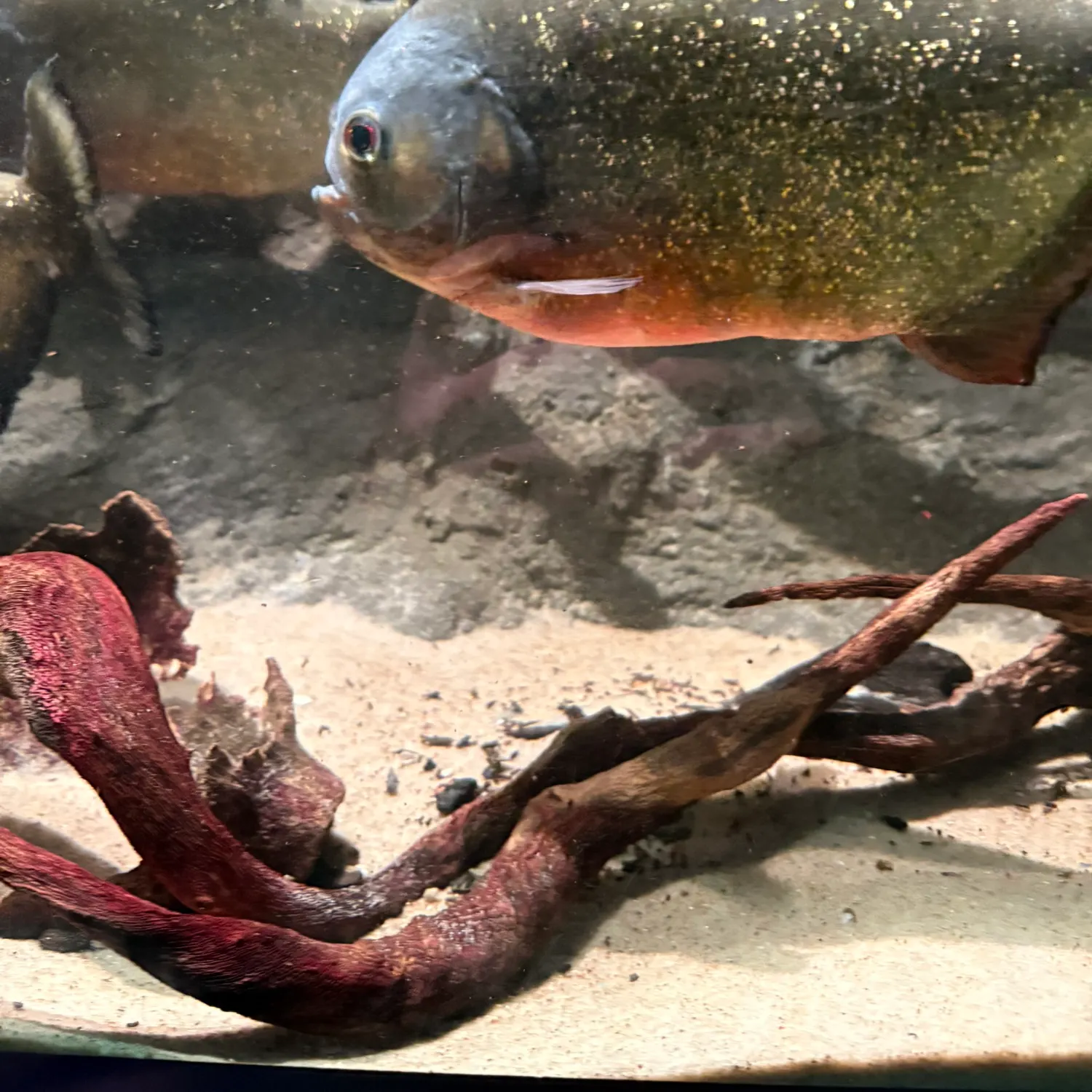 The most recent San Francisco piranha catches on Fishbrain