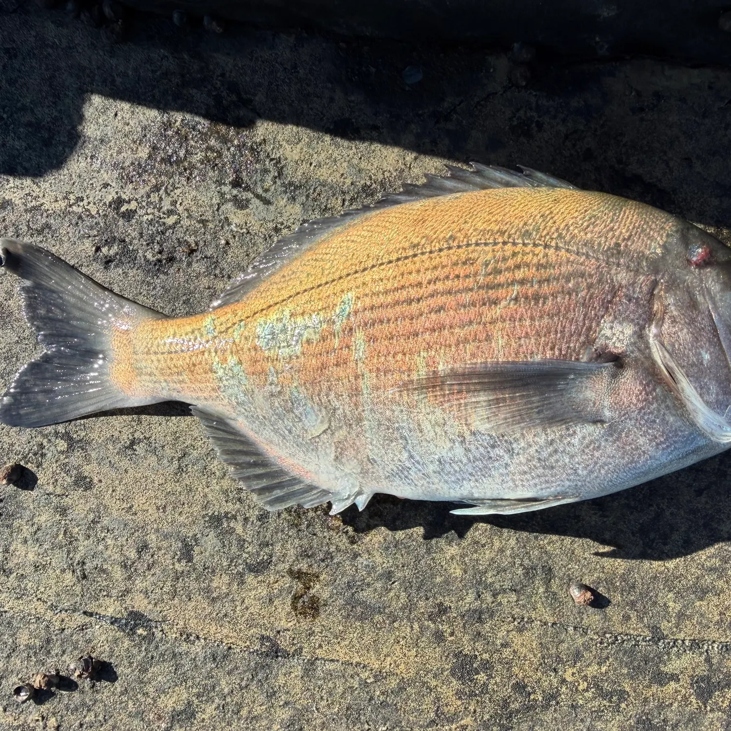 The most recent Bronze seabream catches on Fishbrain