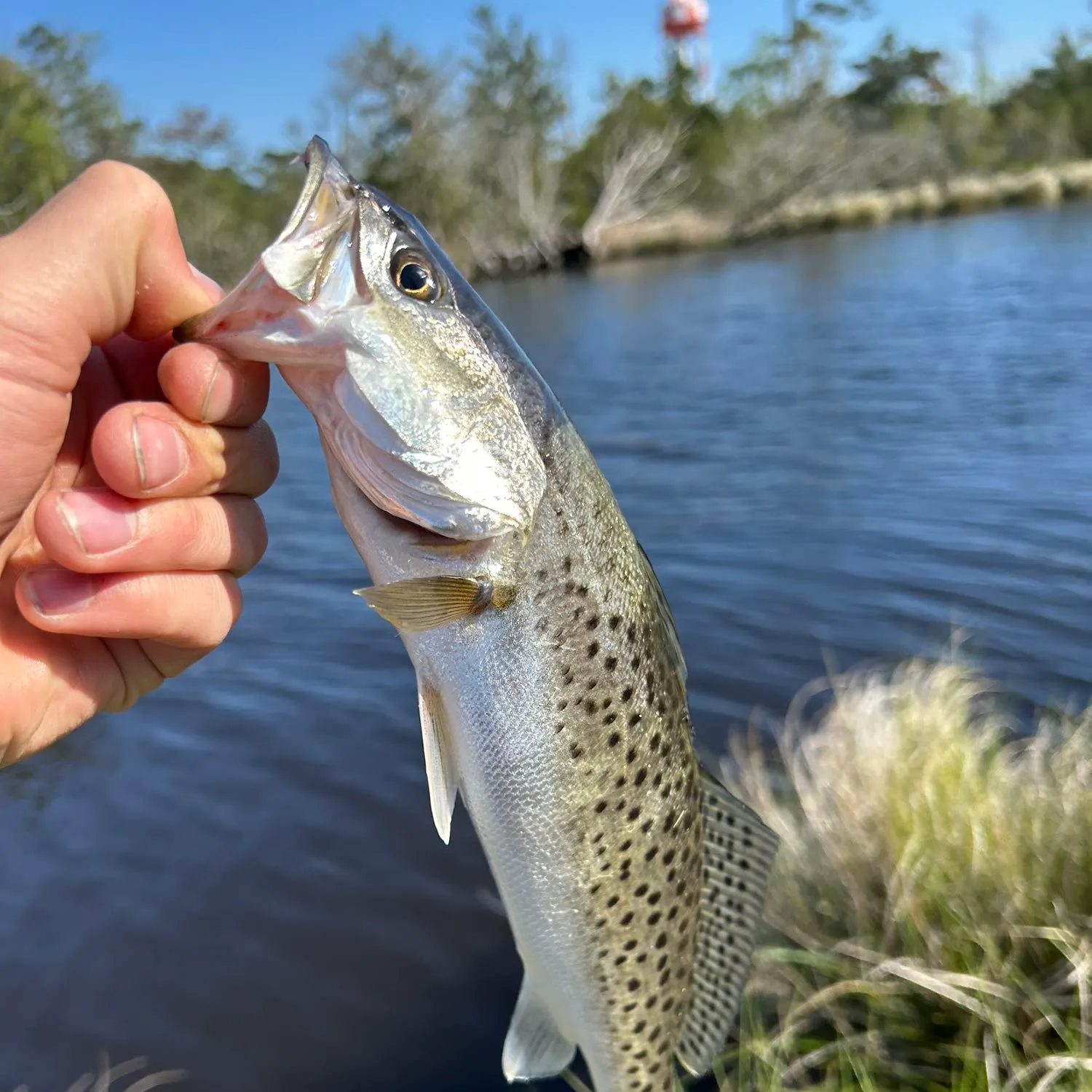 Spotted seatrout caught on Fishbrain