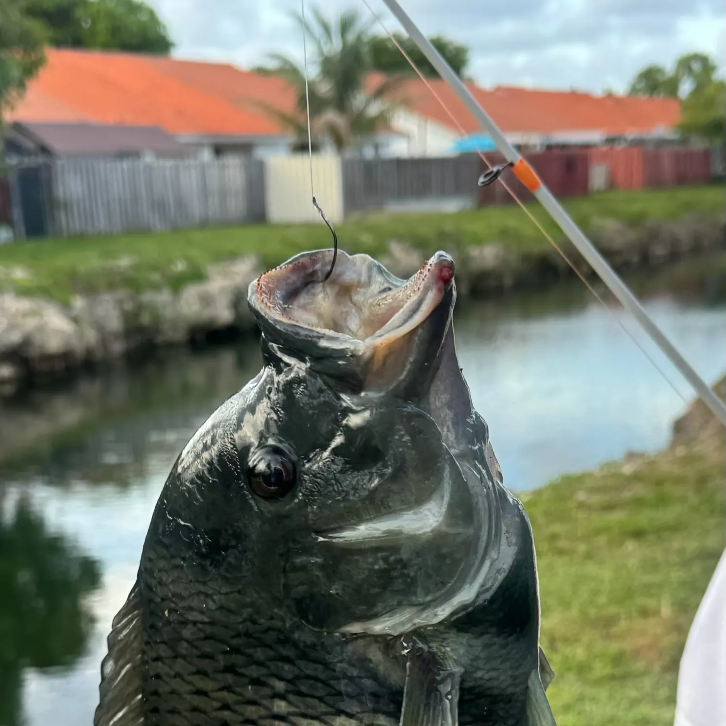 The most recent Zebra tilapia catches on Fishbrain