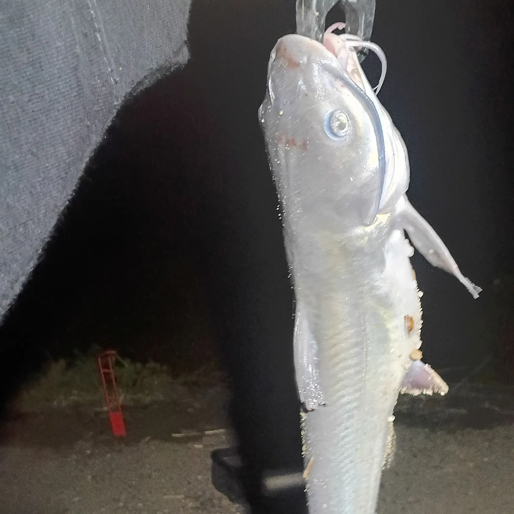 Channel catfish caught on Fishbrain