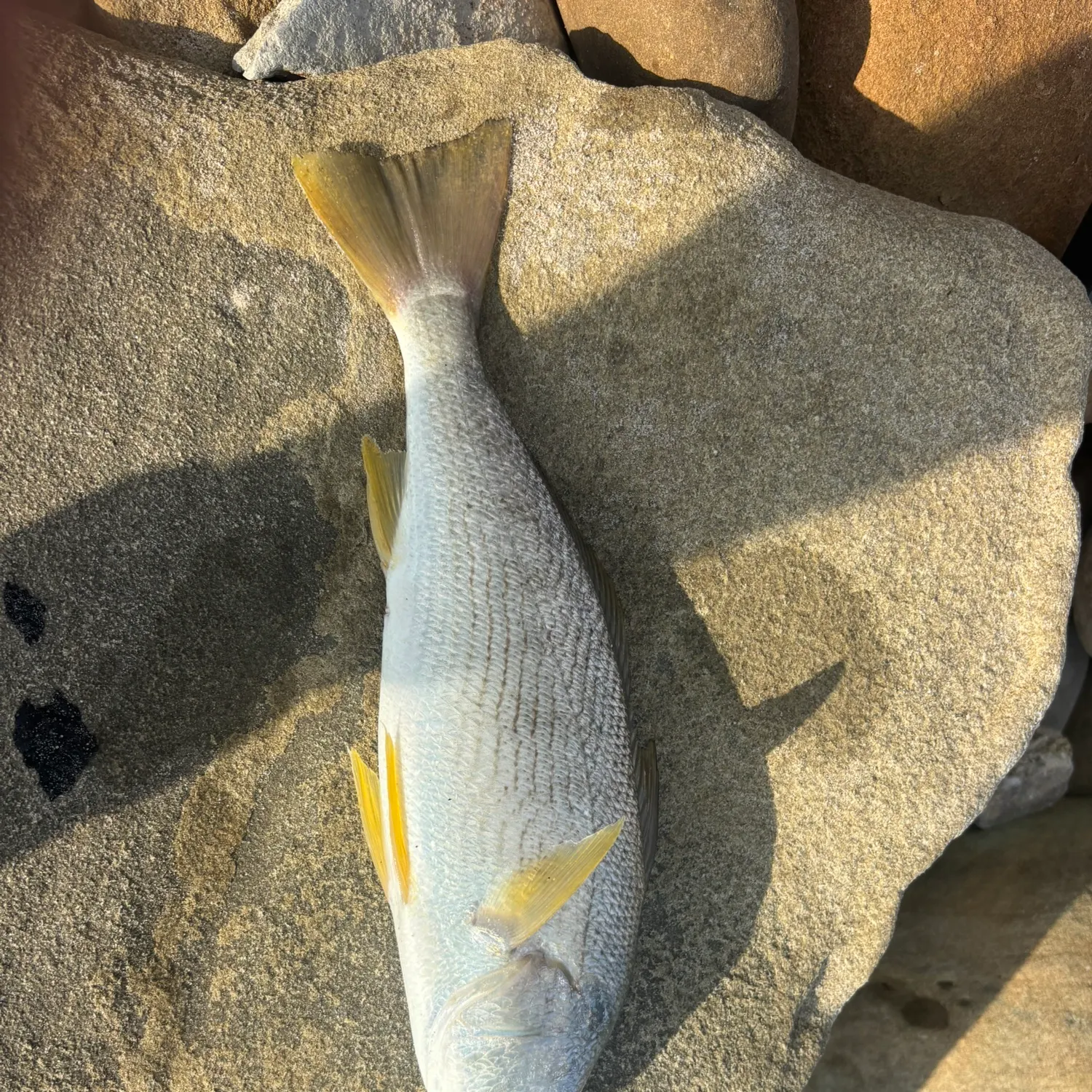 Yellowfin croaker caught on Fishbrain
