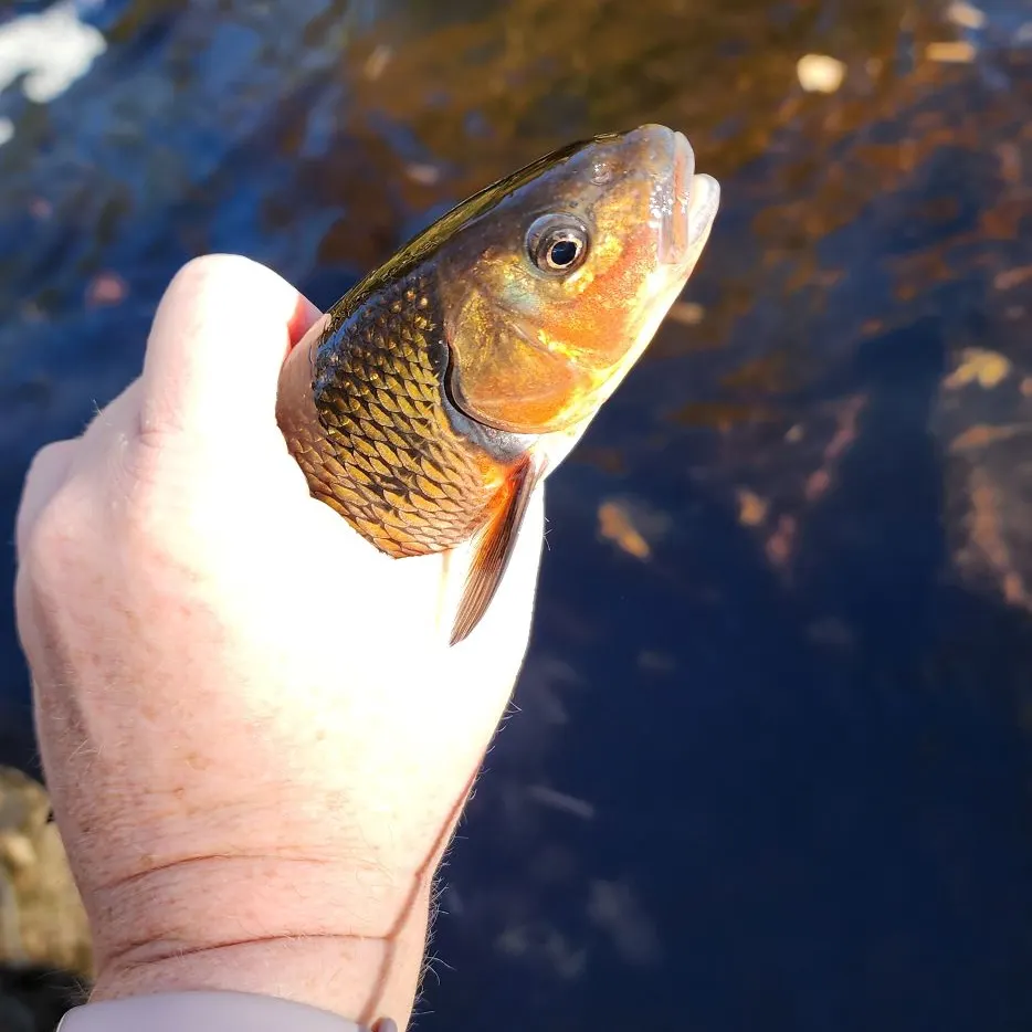 Fallfish caught on Fishbrain