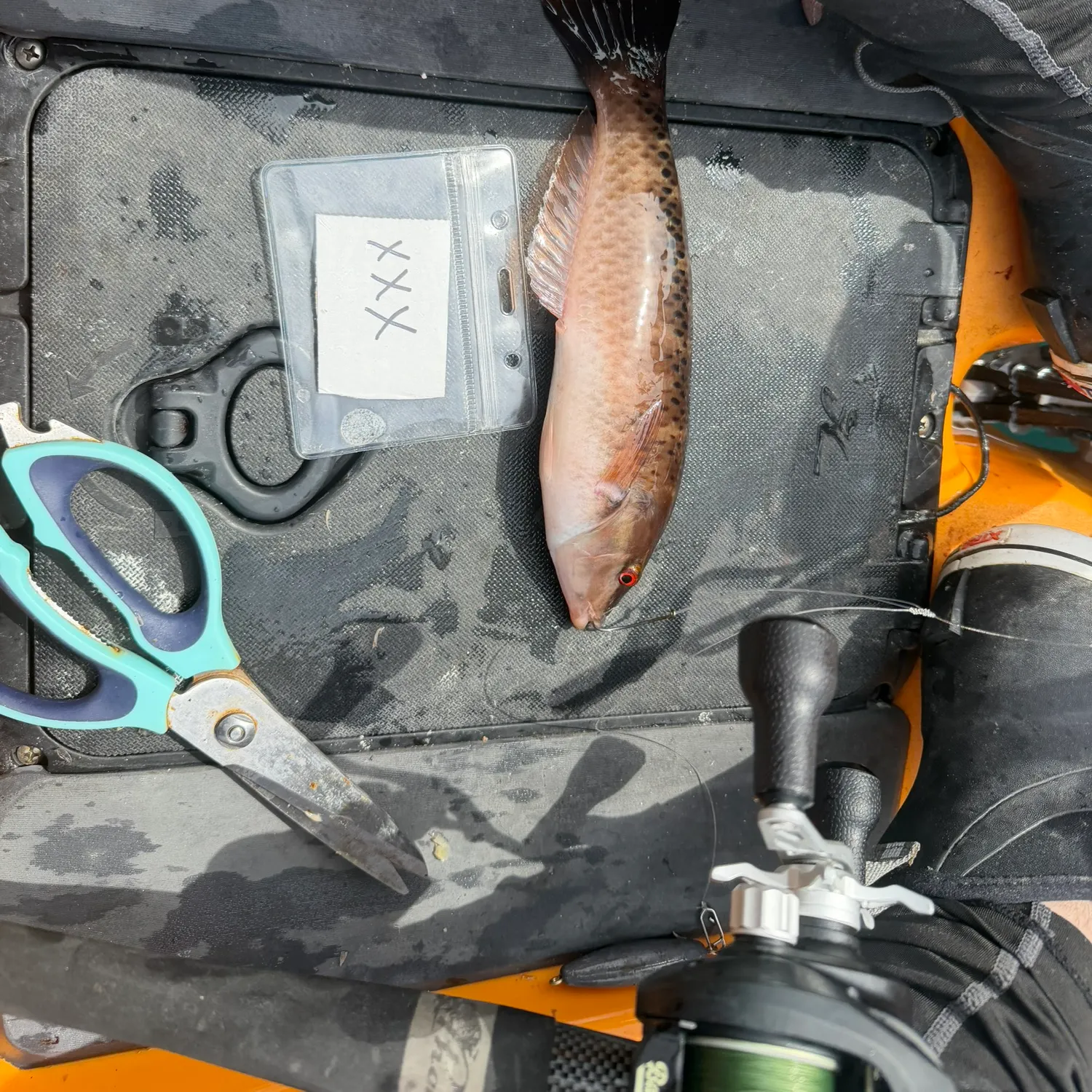 The most recent Rock wrasse catches on Fishbrain