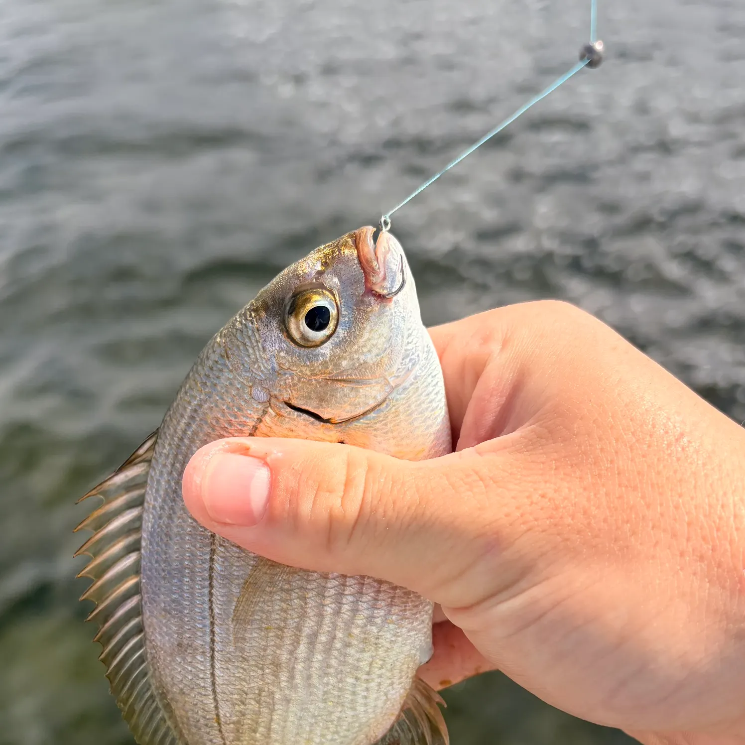 The most recent Spottail seabream catches on Fishbrain