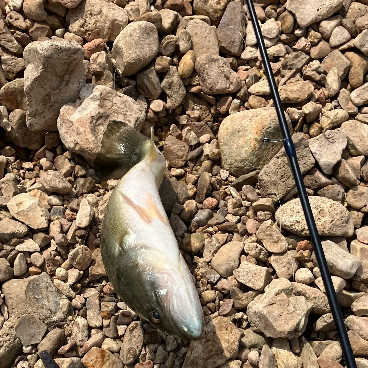 Largemouth bass caught on Fishbrain