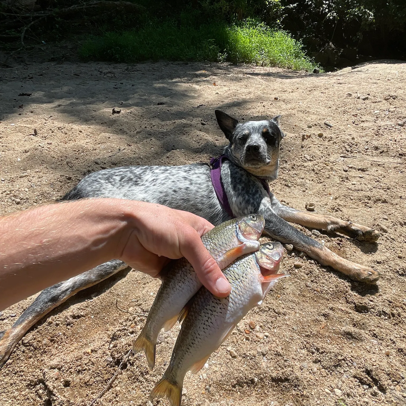 The most recent Fallfish catches on Fishbrain