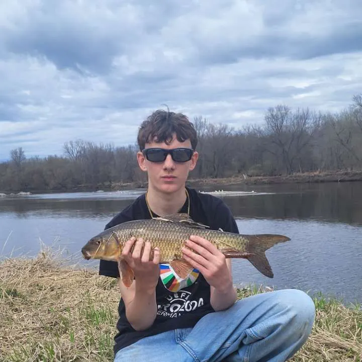 The most recent Silver redhorse catches on Fishbrain