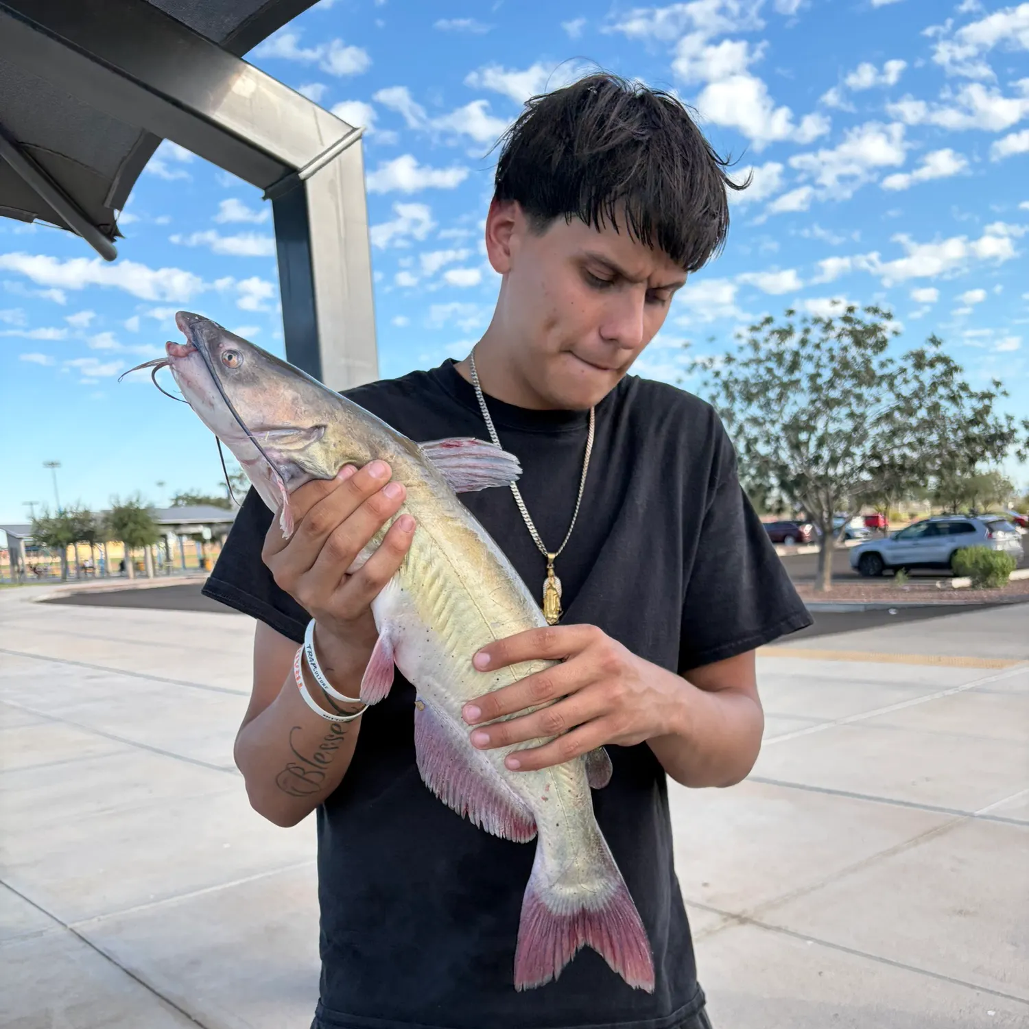 Channel catfish caught on Fishbrain
