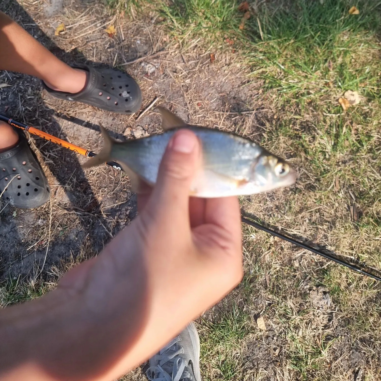 Fish caught on Fishbrain