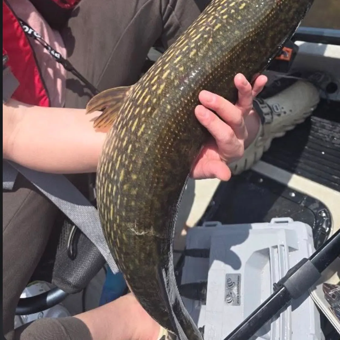 Northern pike caught on Fishbrain