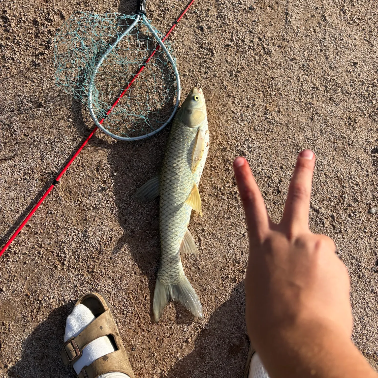 Grass carp caught on Fishbrain