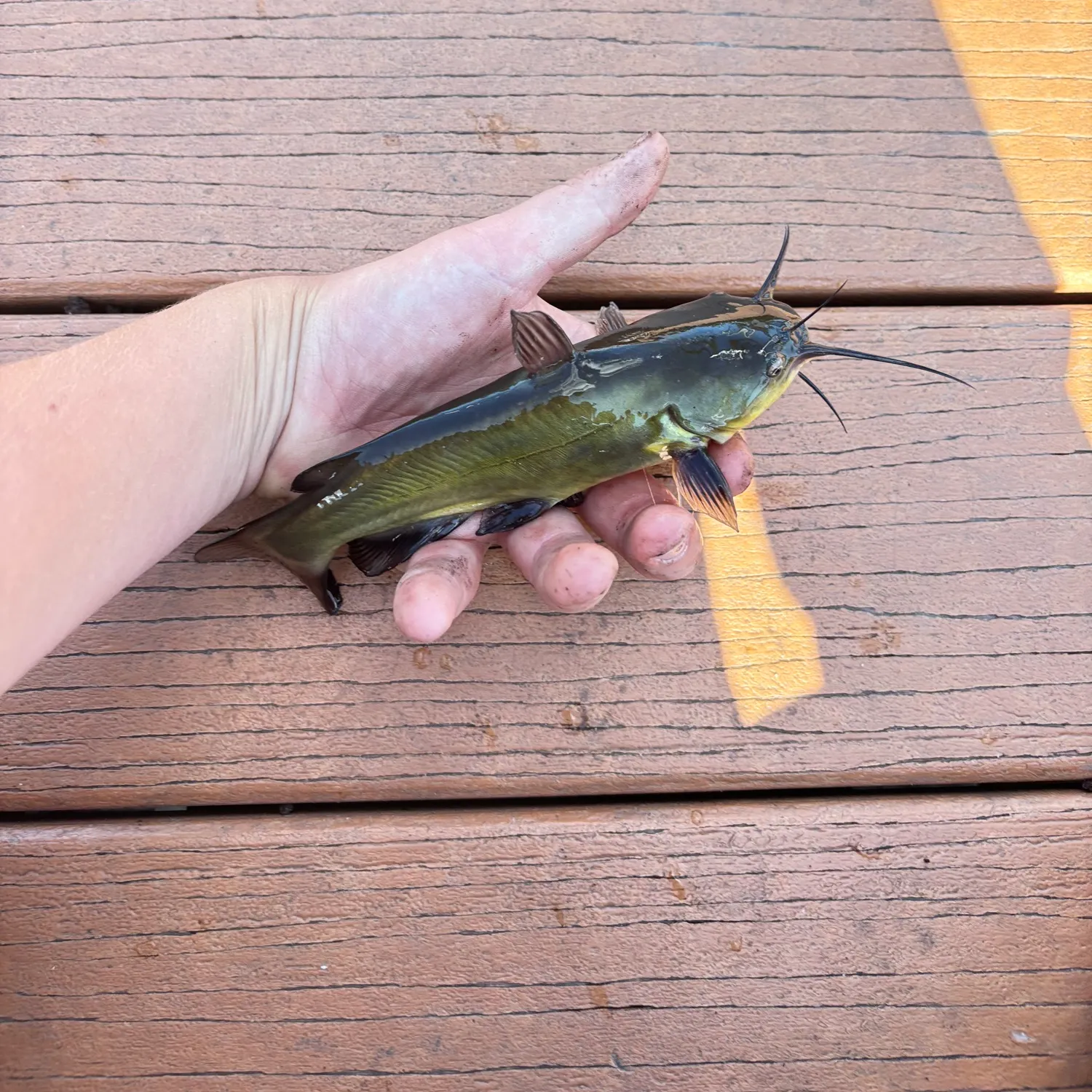 Yellow bullhead caught on Fishbrain