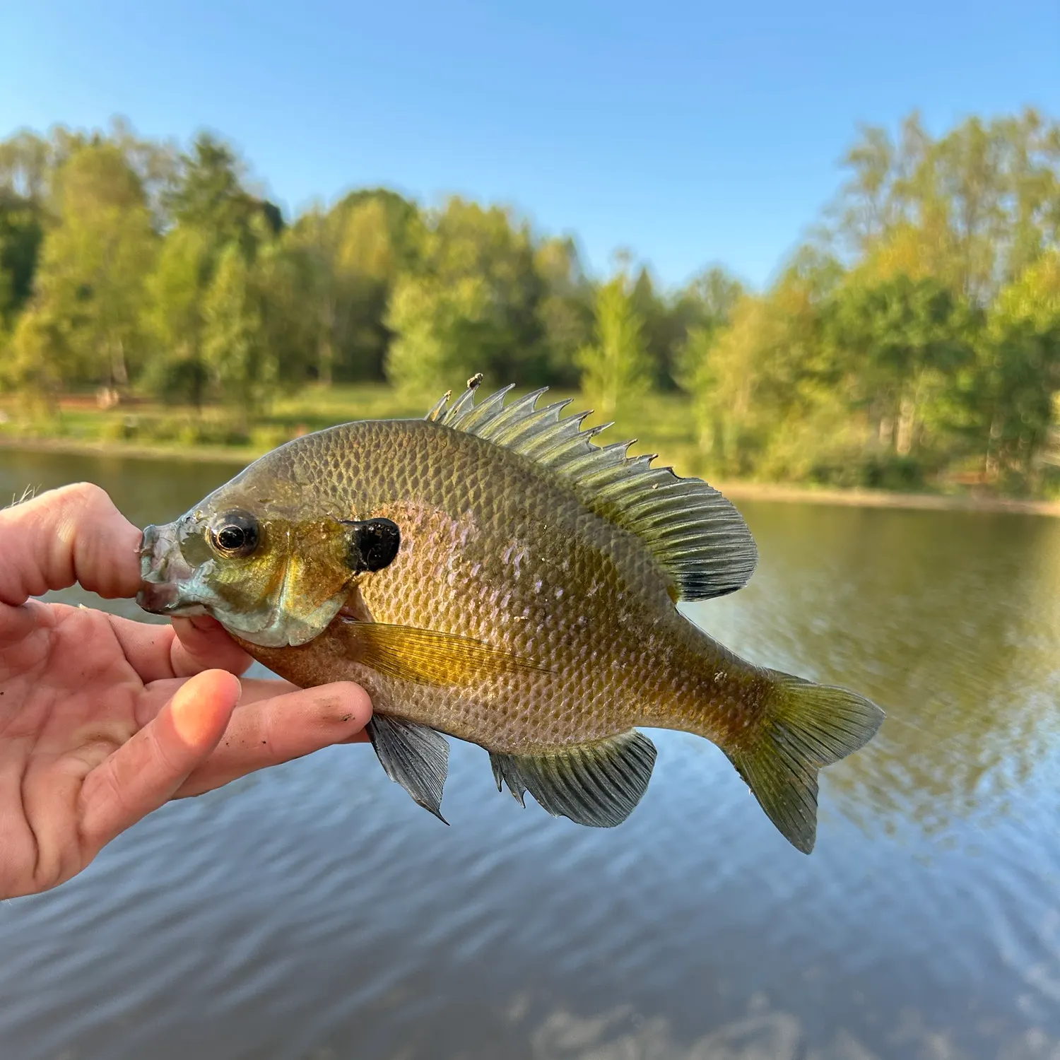 Bluegill caught on Fishbrain
