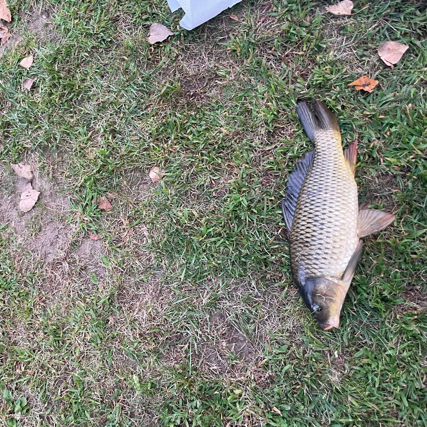 Common carp caught on Fishbrain