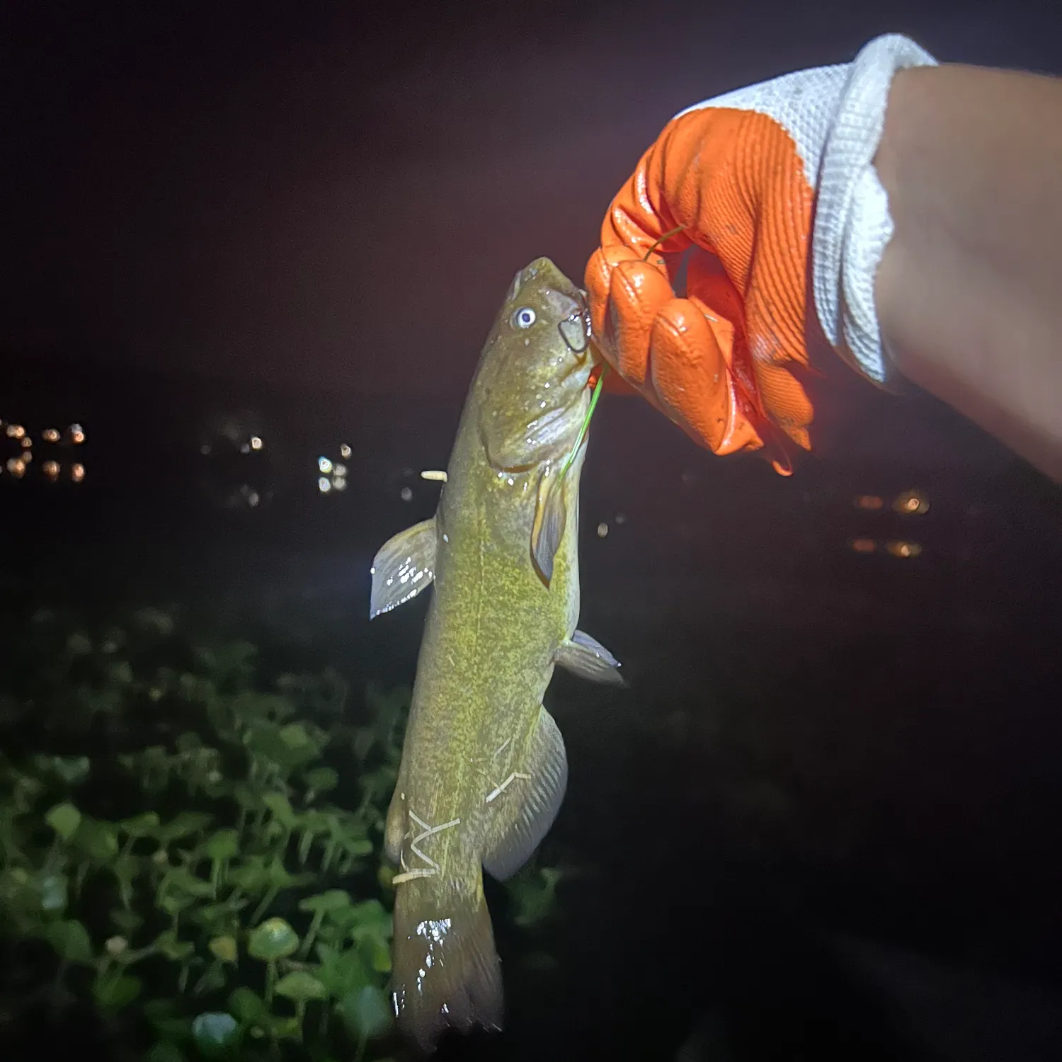 Black bullhead caught on Fishbrain