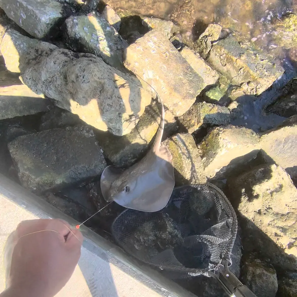 catch