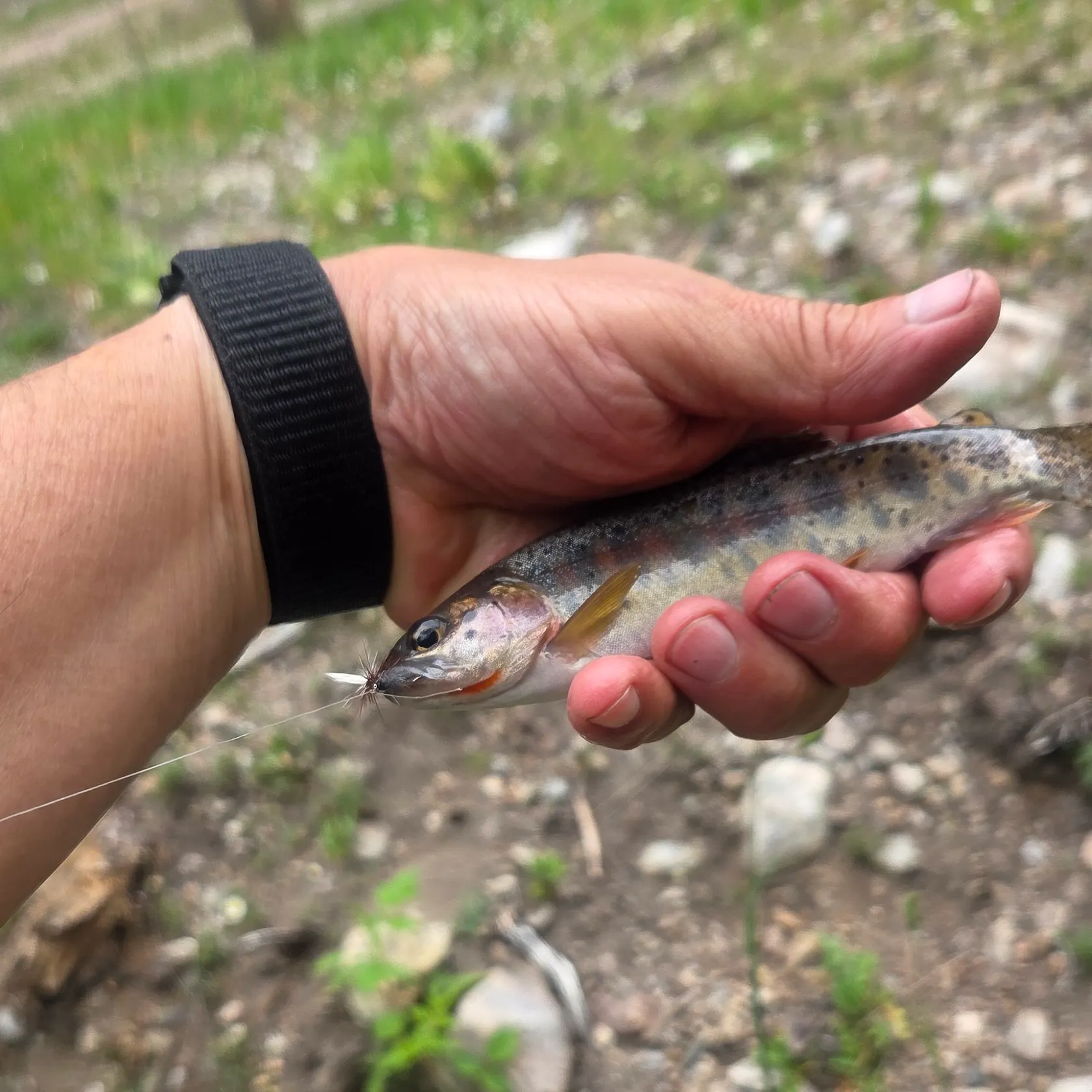 The most recent Rio Grande cutthroat trout catches on Fishbrain