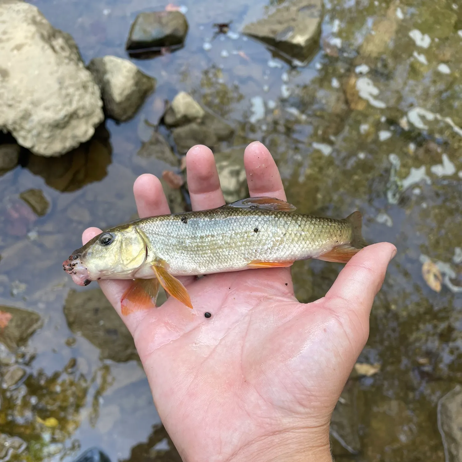 White sucker caught on Fishbrain
