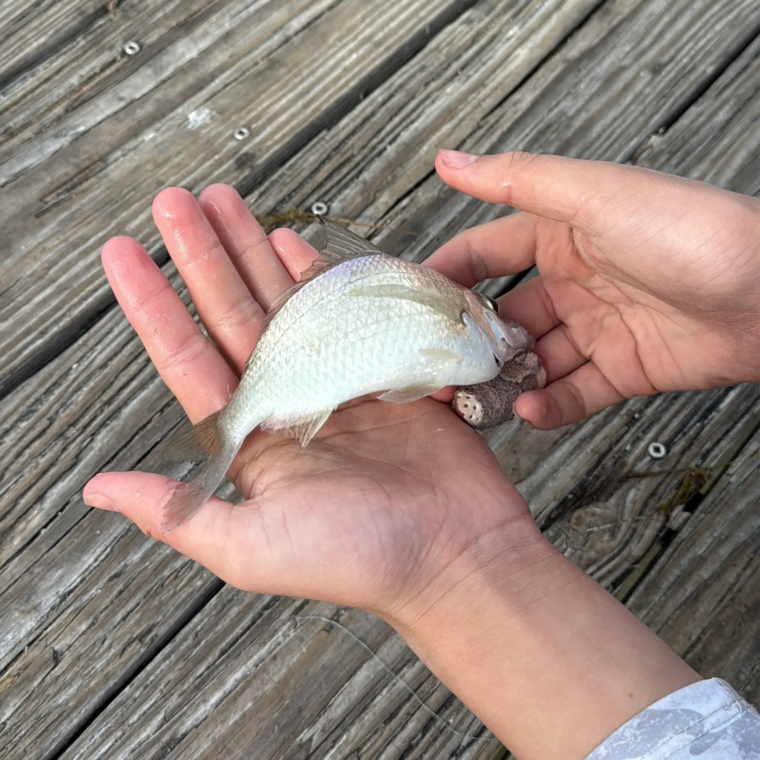 The most recent Silver perch catches on Fishbrain