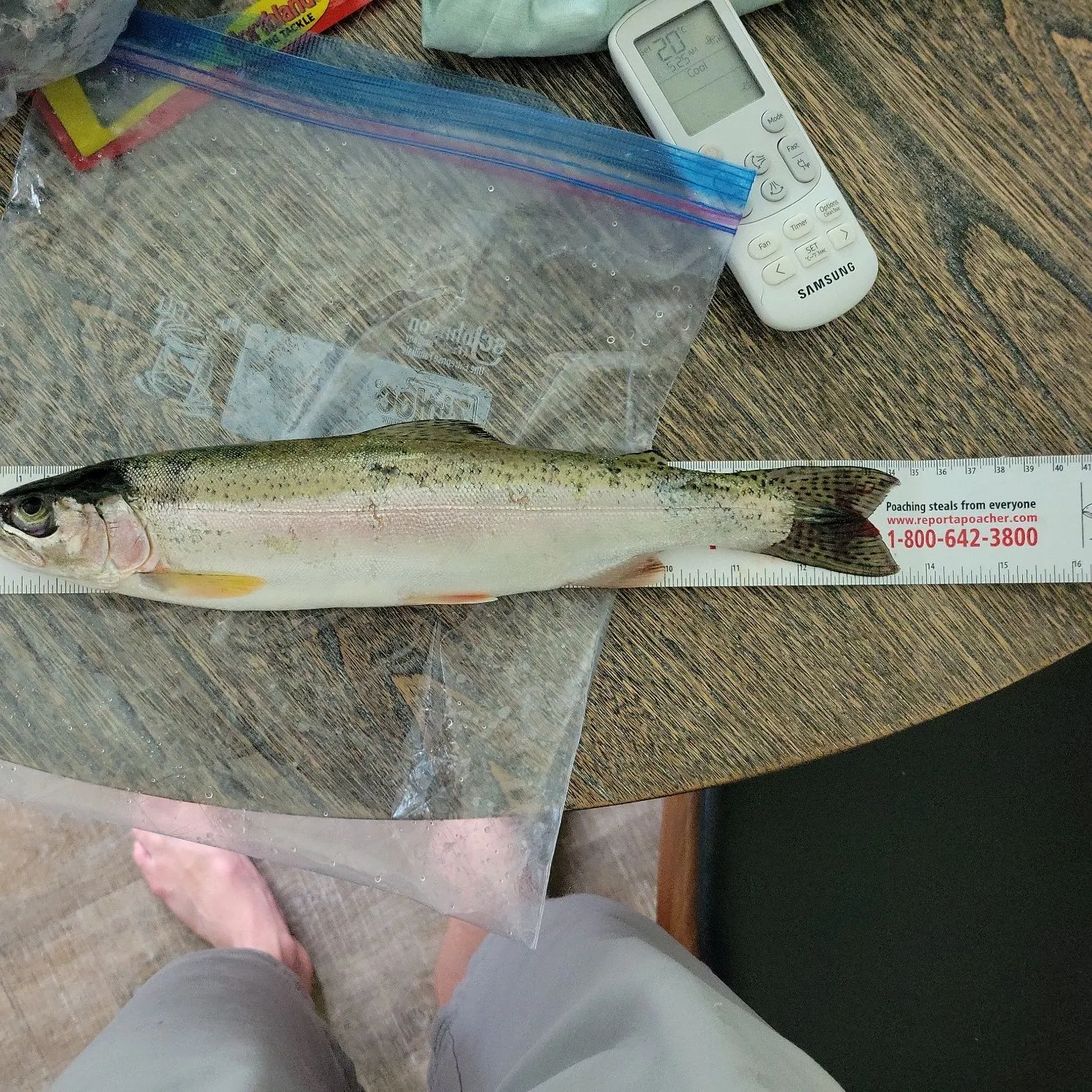 recently logged catches