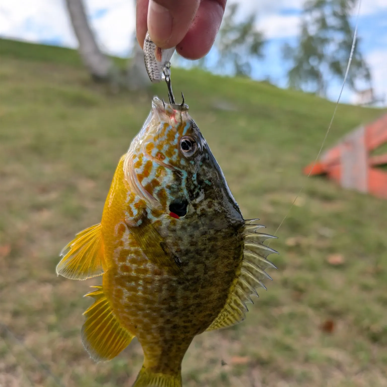 Pumpkinseed caught on Fishbrain