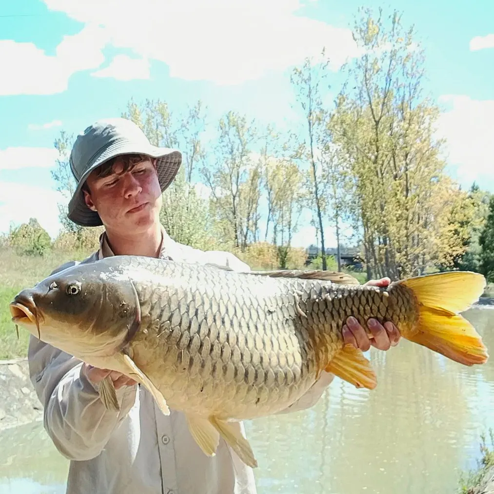 Common carp caught on Fishbrain