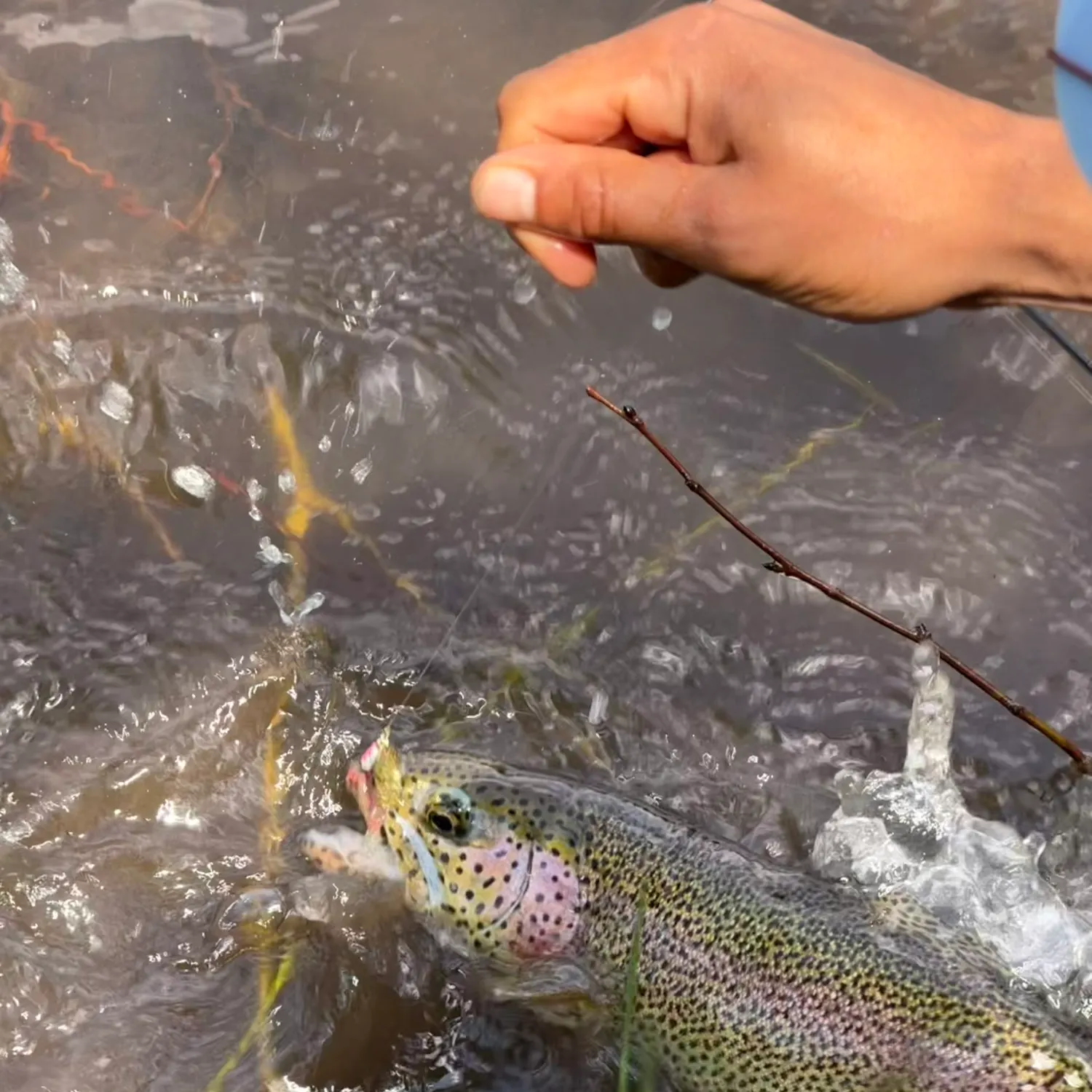 Rainbow trout caught on Fishbrain