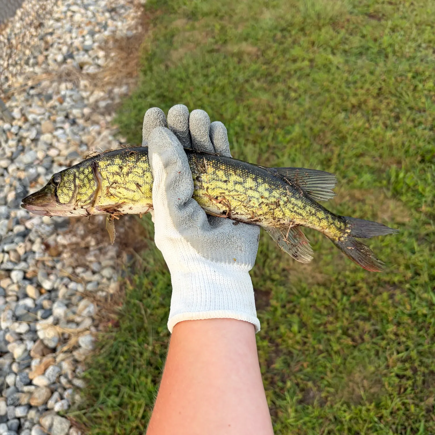 Chain pickerel caught on Fishbrain