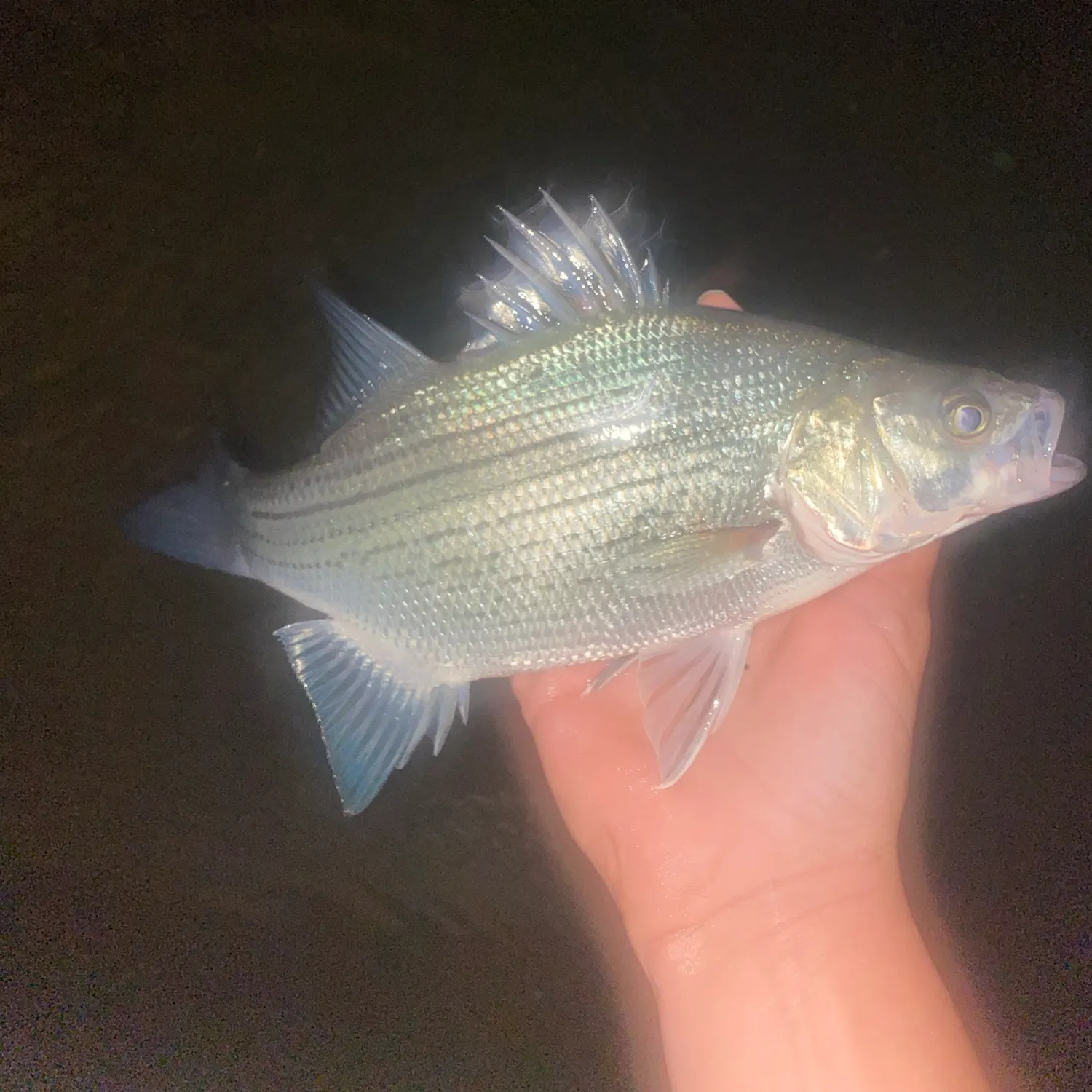 White bass caught on Fishbrain