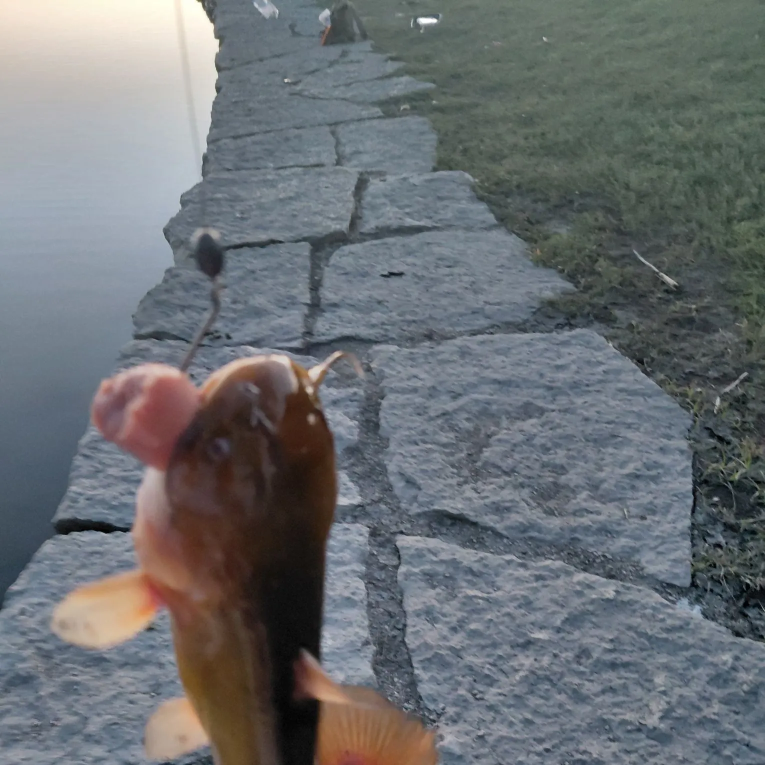 Yellow bullhead caught on Fishbrain