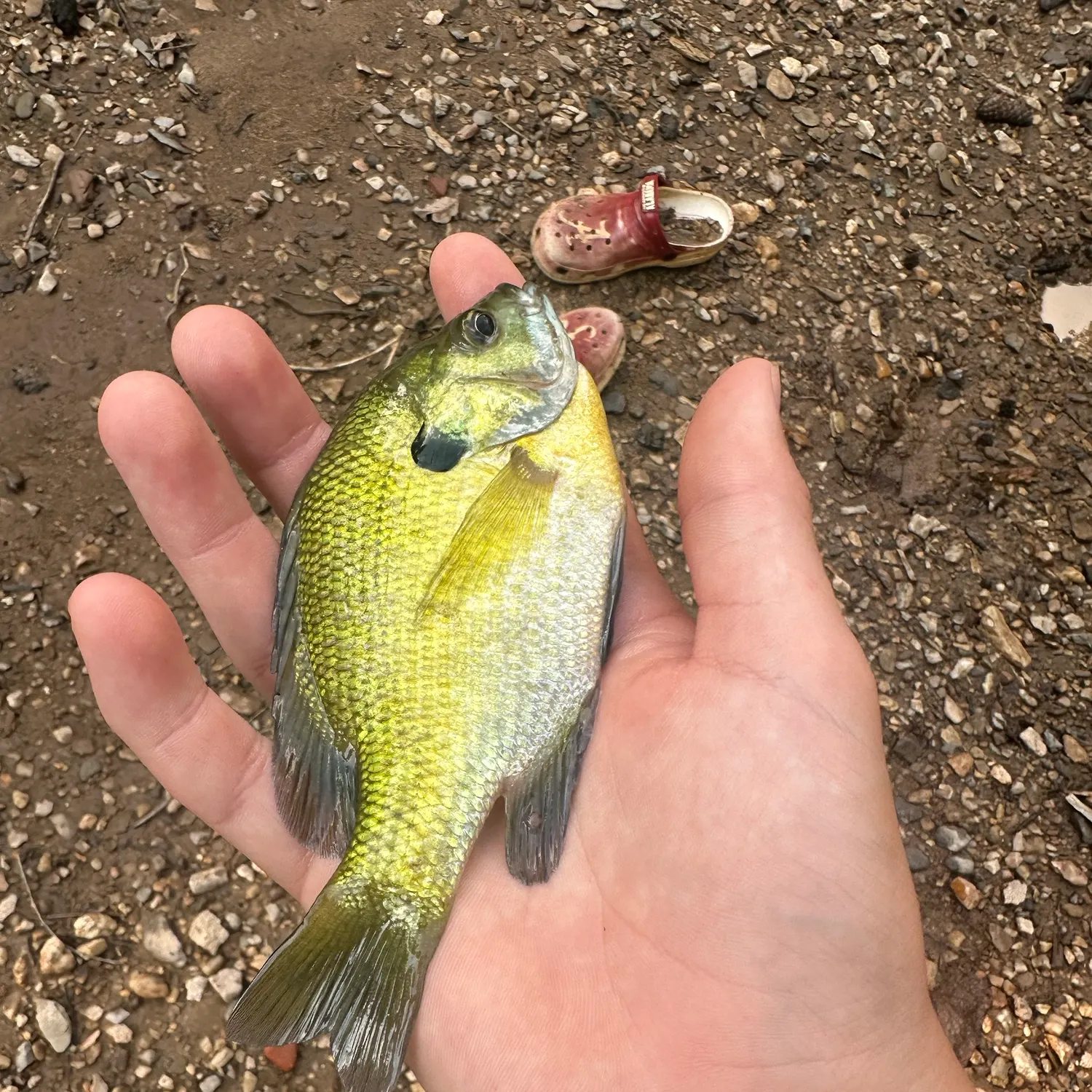 Bluegill caught on Fishbrain