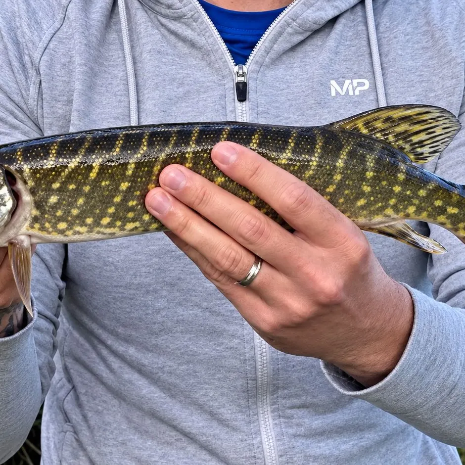 Northern pike caught on Fishbrain