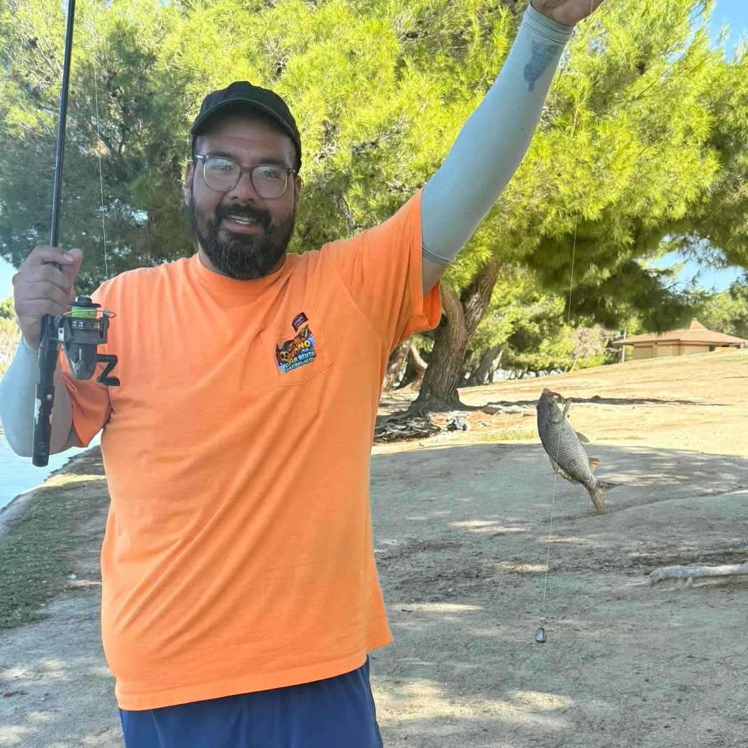 Common carp caught on Fishbrain