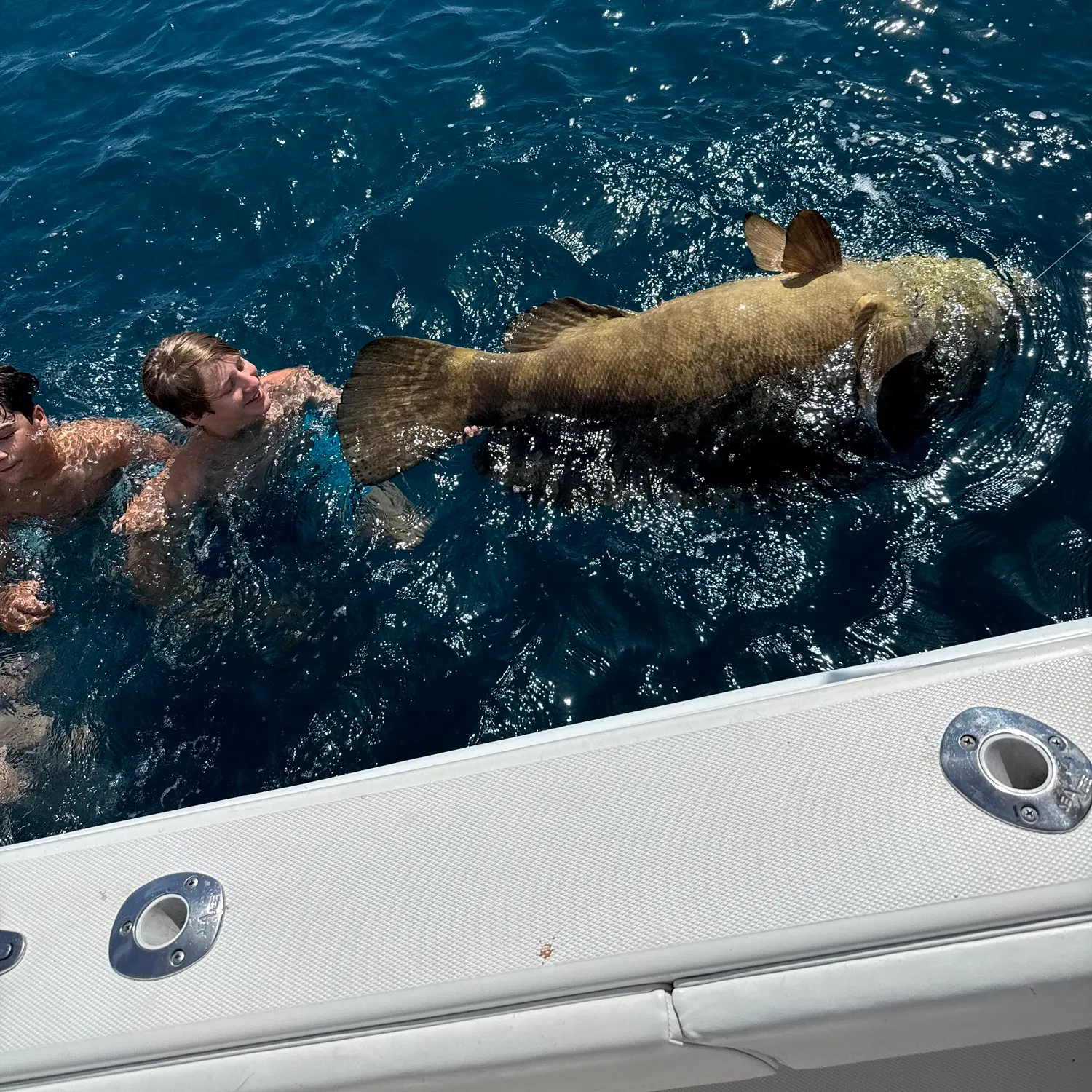 The most recent Atlantic goliath grouper catches on Fishbrain