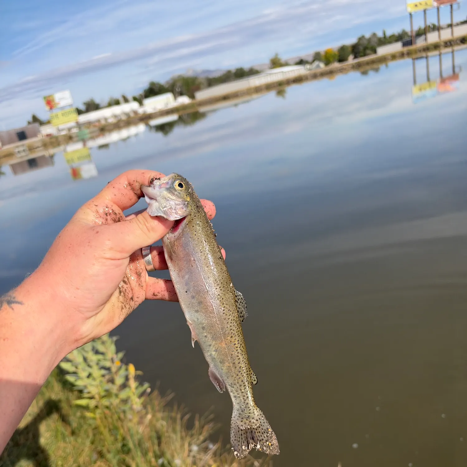 Rainbow trout caught on Fishbrain