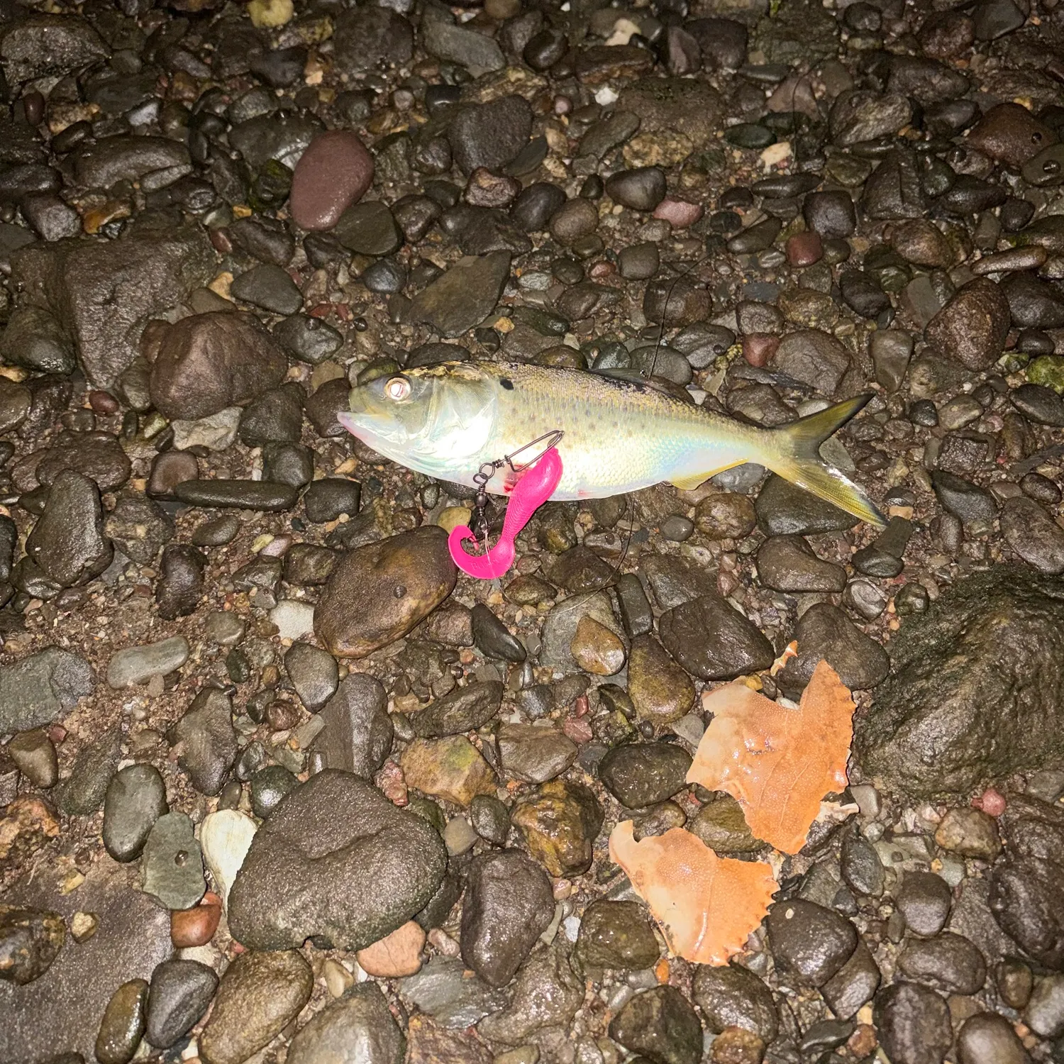 Fish caught on Fishbrain
