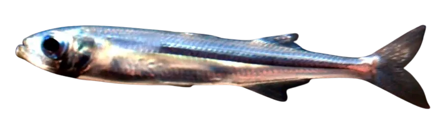 Sand smelt