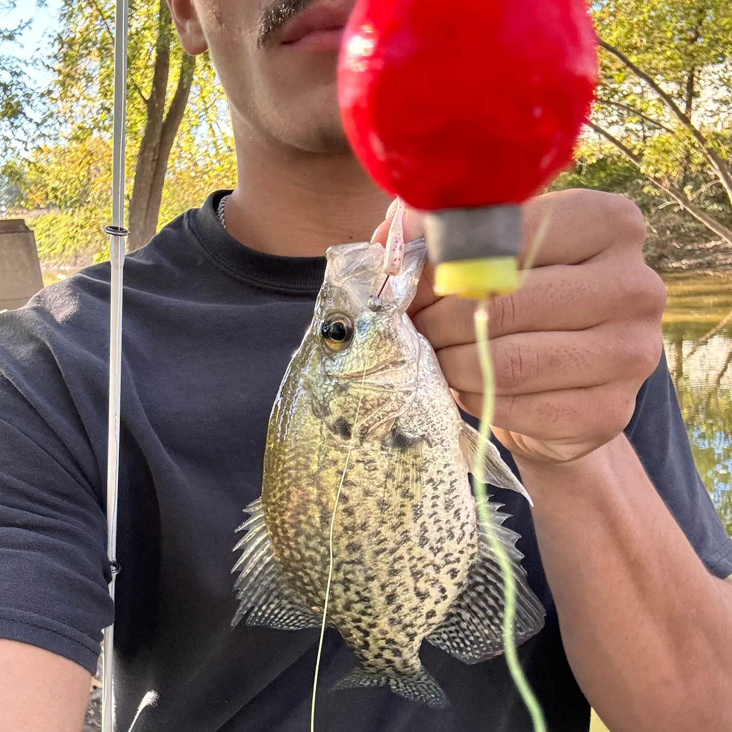 Black crappie caught on Fishbrain